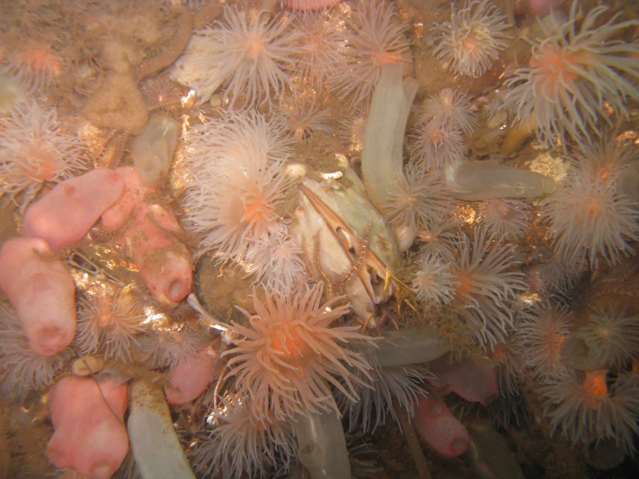 Dive Photos/2009-06 Loch Long/img_0522.jpg